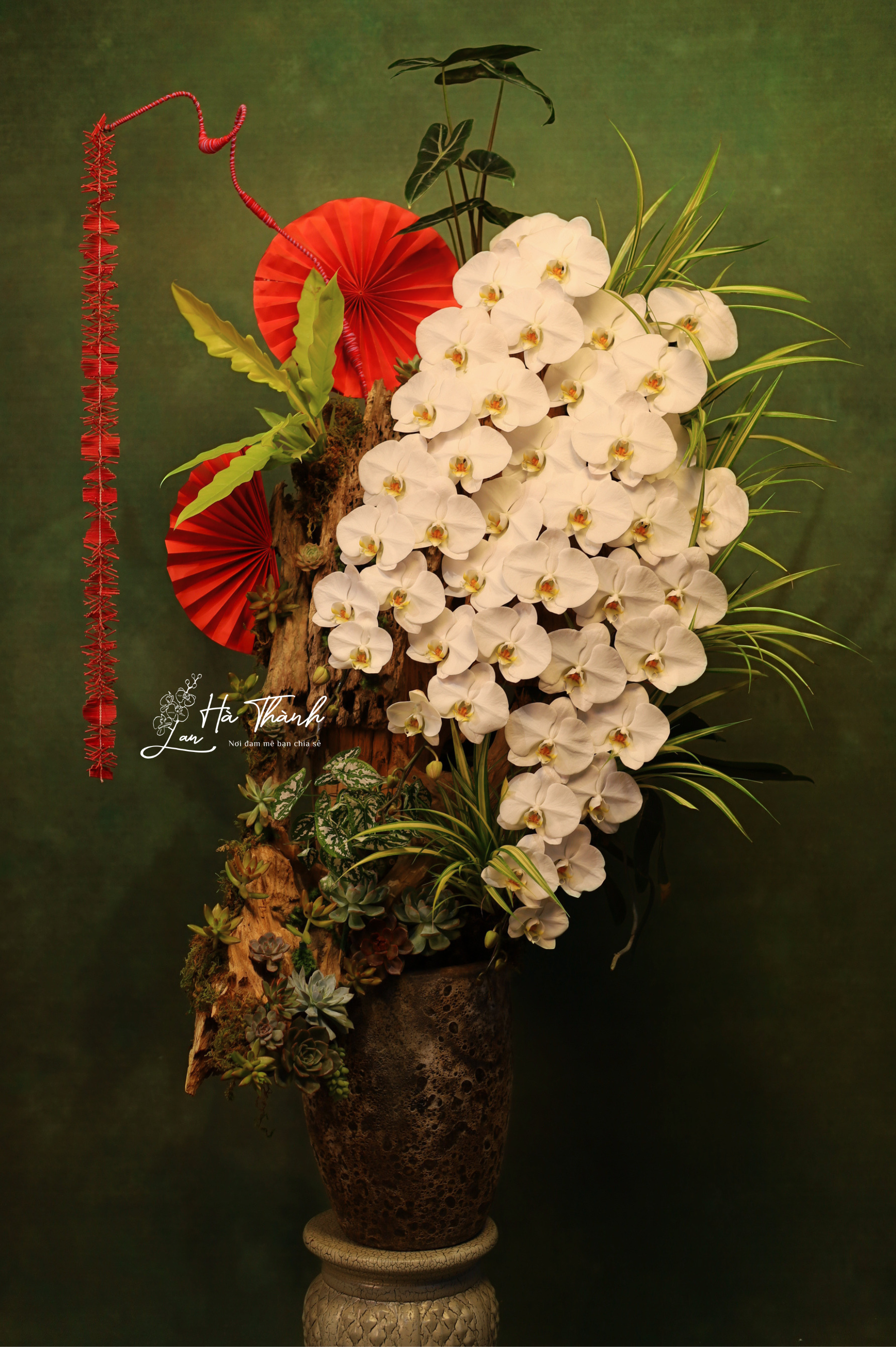 Chậu Lan Hồ Điệp trắng tiểu cảnh – Vẻ đẹp nghệ thuật độc bản từ Lan Hà Thành